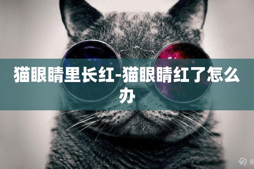 貓眼睛里長紅-貓眼睛紅了怎么辦