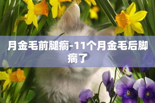 月金毛前腿瘸-11個月金毛后腳瘸了
