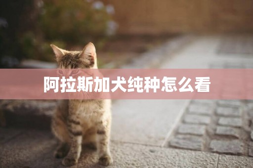 阿拉斯加犬純種怎么看