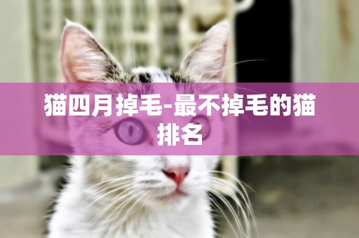 貓四月掉毛-最不掉毛的貓排名