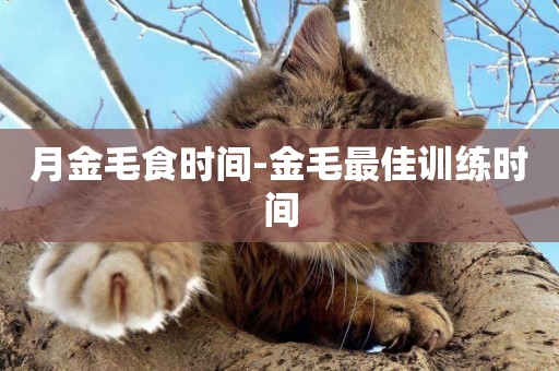 月金毛食時間-金毛最佳訓練時間