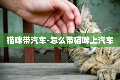 貓咪帶汽車-怎么帶貓咪上汽車