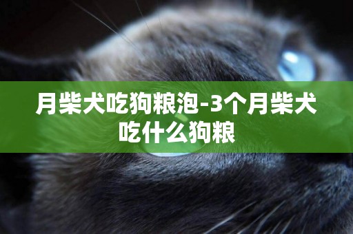 月柴犬吃狗糧泡-3個月柴犬吃什么狗糧