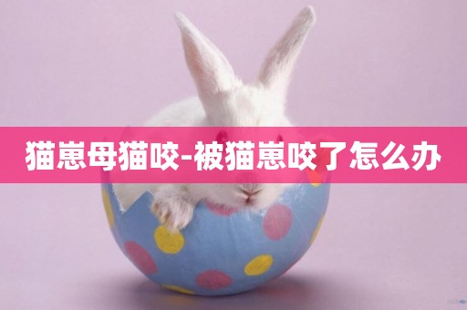 貓崽母貓咬-被貓崽咬了怎么辦