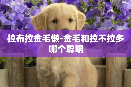拉布拉金毛懶-金毛和拉不拉多哪個聰明