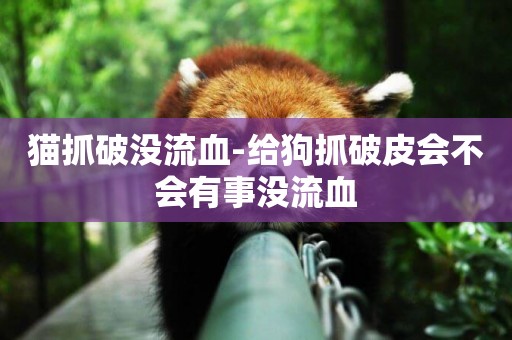 貓抓破沒流血-給狗抓破皮會不會有事沒流血