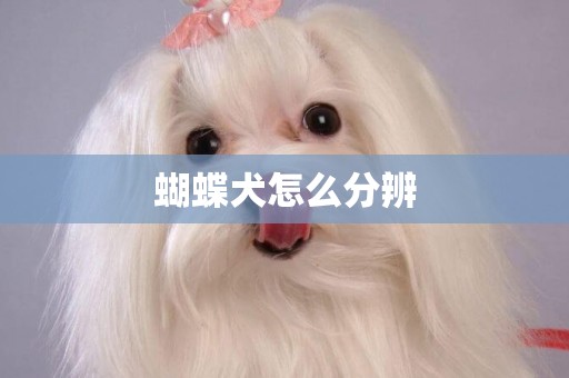 蝴蝶犬怎么分辨