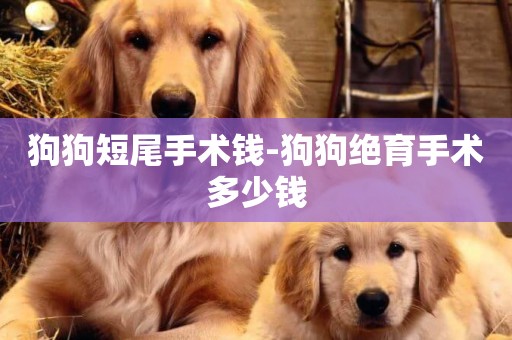狗狗短尾手術錢-狗狗絕育手術多少錢