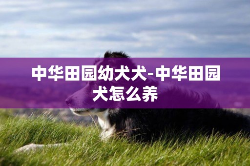 中華田園幼犬犬-中華田園犬怎么養