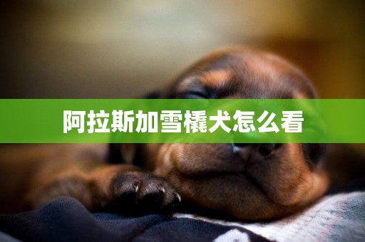 阿拉斯加雪橇犬怎么看