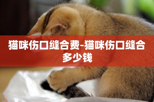 貓咪傷口縫合費-貓咪傷口縫合多少錢