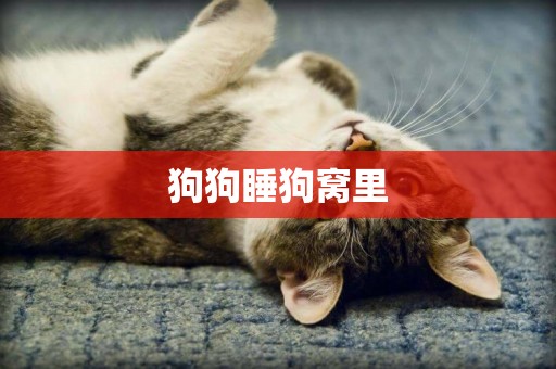 狗狗睡狗窩里