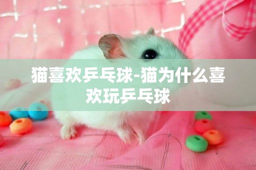 貓喜歡乒乓球-貓為什么喜歡玩乒乓球