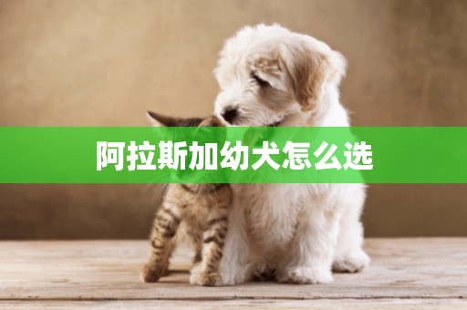 阿拉斯加幼犬怎么選