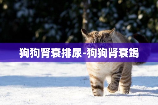 狗狗腎衰排尿-狗狗腎衰竭