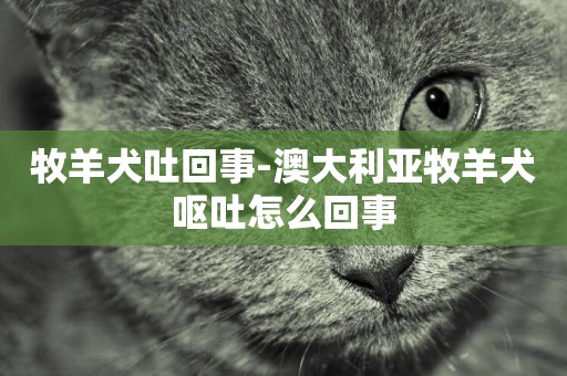 牧羊犬吐回事-澳大利亞牧羊犬嘔吐怎么回事
