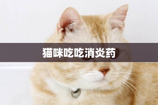 貓咪吃吃消炎藥