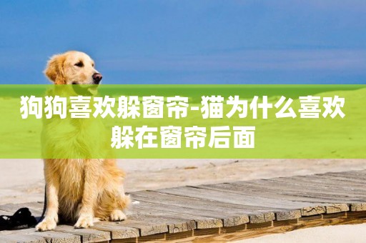 狗狗喜歡躲窗簾-貓為什么喜歡躲在窗簾后面