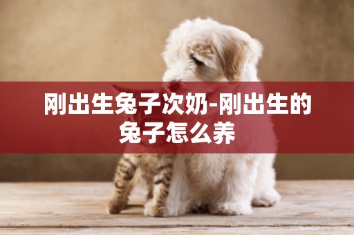 剛出生兔子次奶-剛出生的兔子怎么養