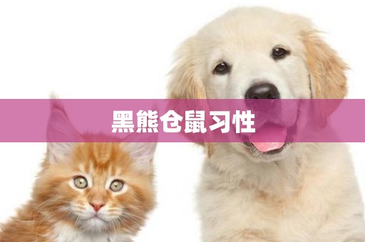 黑熊倉鼠習性