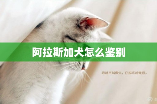 阿拉斯加犬怎么鑒別