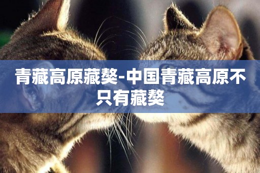 青藏高原藏獒-中國青藏高原不只有藏獒