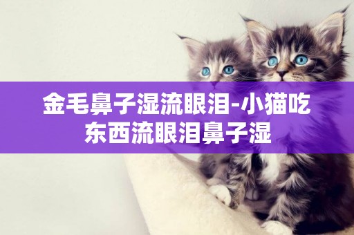 金毛鼻子濕流眼淚-小貓吃東西流眼淚鼻子濕