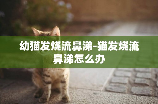 幼貓發燒流鼻涕-貓發燒流鼻涕怎么辦