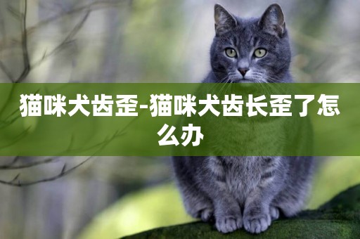 貓咪犬齒歪-貓咪犬齒長歪了怎么辦