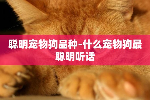 聰明寵物狗品種-什么寵物狗最聰明聽話