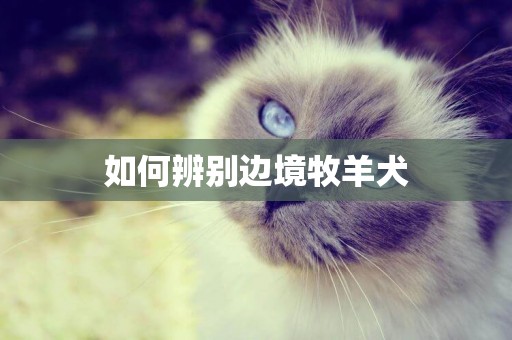 如何辨別邊境牧羊犬