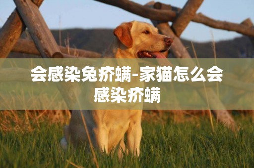 會感染兔疥螨-家貓怎么會感染疥螨