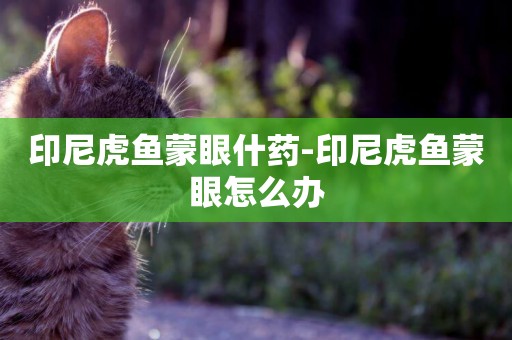 印尼虎魚蒙眼什藥-印尼虎魚蒙眼怎么辦