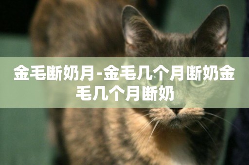 金毛斷奶月-金毛幾個月斷奶金毛幾個月斷奶