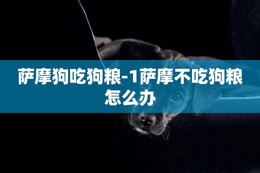 薩摩狗吃狗糧-1薩摩不吃狗糧怎么辦