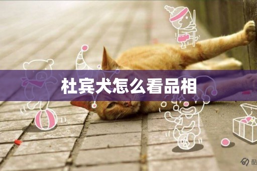 杜賓犬怎么看品相