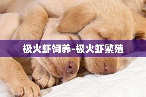 極火蝦飼養-極火蝦繁殖