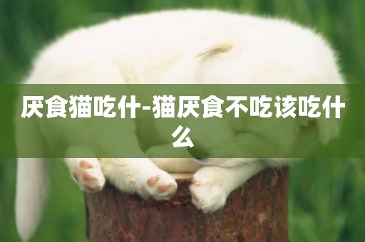 厭食貓吃什-貓厭食不吃該吃什么