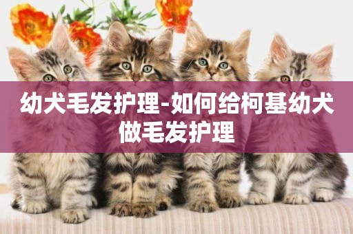 幼犬毛發護理-如何給柯基幼犬做毛發護理