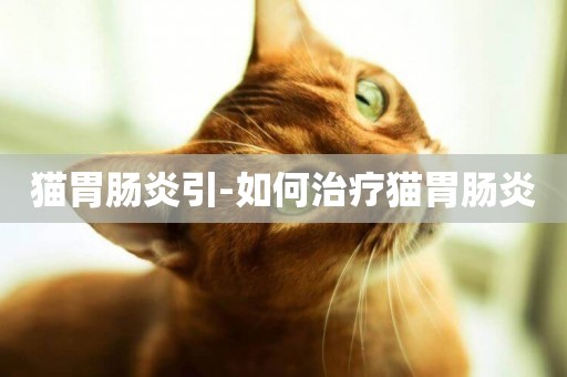 貓胃腸炎引-如何治療貓胃腸炎