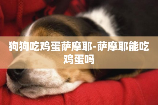狗狗吃雞蛋薩摩耶-薩摩耶能吃雞蛋嗎