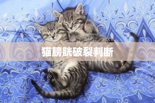 貓膀胱破裂判斷