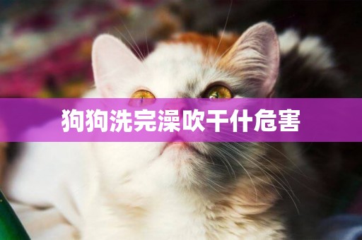 狗狗洗完澡吹干什危害