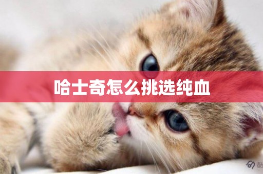 哈士奇怎么挑選純血
