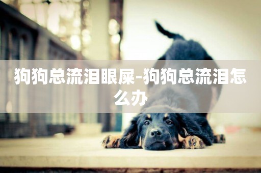 狗狗總流淚眼屎-狗狗總流淚怎么辦