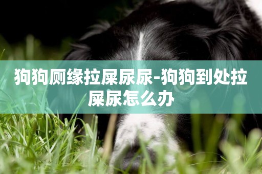 狗狗廁緣拉屎尿尿-狗狗到處拉屎尿怎么辦
