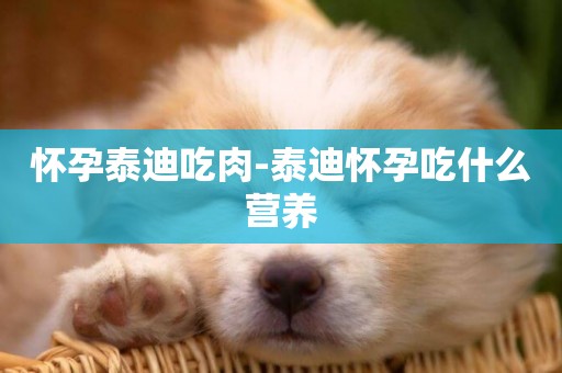懷孕泰迪吃肉-泰迪懷孕吃什么營養