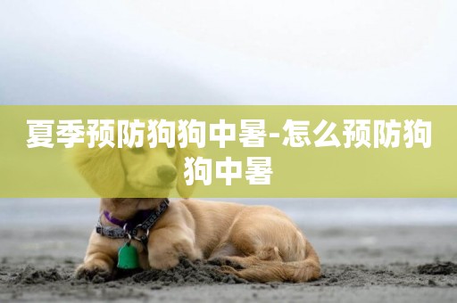 夏季預防狗狗中暑-怎么預防狗狗中暑