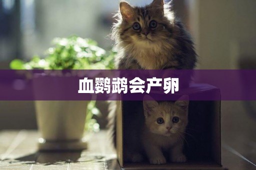 血鸚鵡會產卵