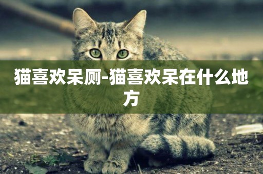 貓喜歡呆廁-貓喜歡呆在什么地方